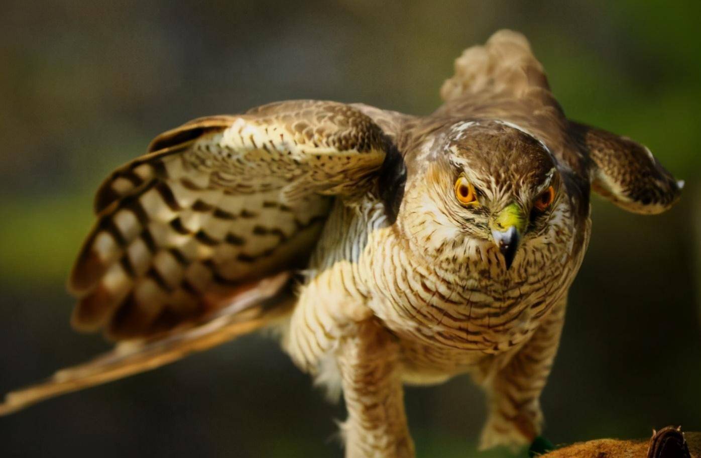 老鹰内外开花取胜，看板凳深度得分数据超群的简单介绍